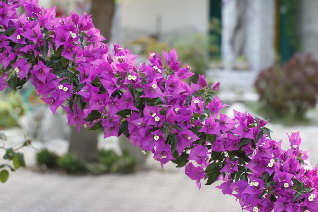 Agriturismo Posta Pastorella เวียสเต ภายนอก รูปภาพ
